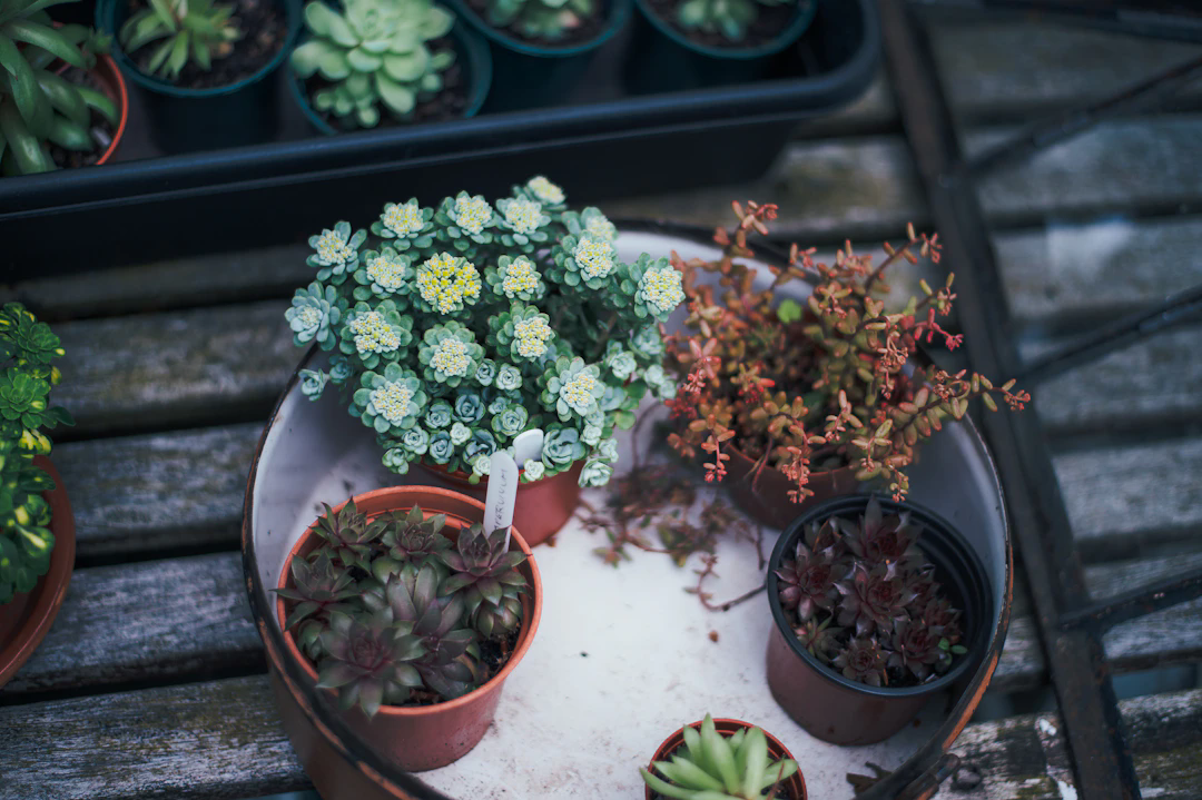 Various potted succulents arranged in a circular tray on a weathered wooden surface. The succulents display a variety of shapes and colors, including green, red, and yellow accents.