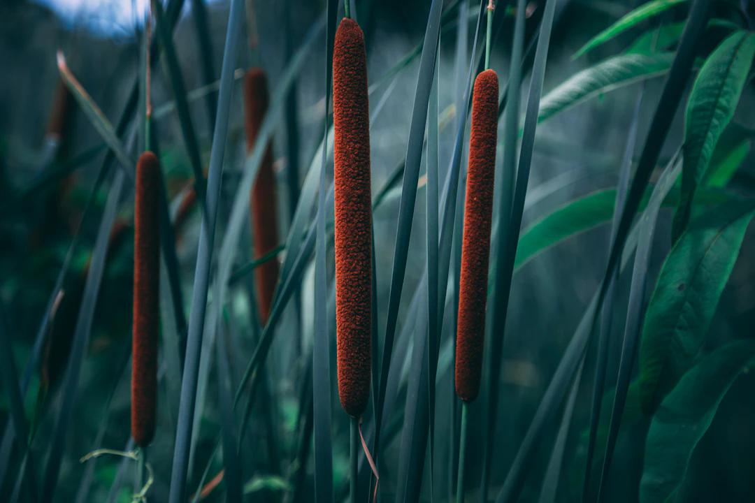 Close-up of several cattail plants with tall, narrow brown flower spikes among long green leaves.