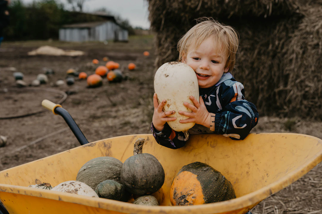 A young child wearing a patterned jacket is smiling and holding a large white squash or gourd while sitting in a yellow wheelbarrow full of various pumpkins and gourds on a farm. The background shows more pumpkins scattered on the ground and what appears to be hay bales and a rustic shed.