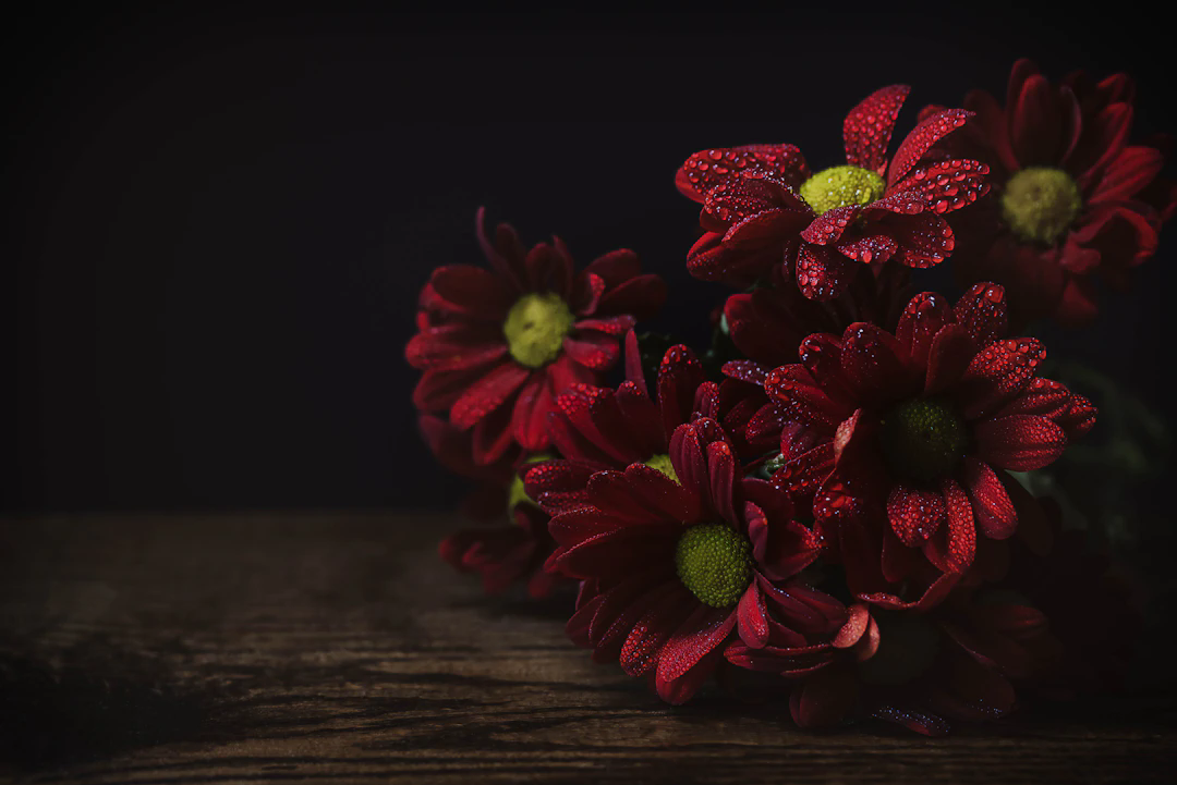 A bouquet of red daisies with yellow centers covered in water droplets, placed on a wooden surface against a dark background.