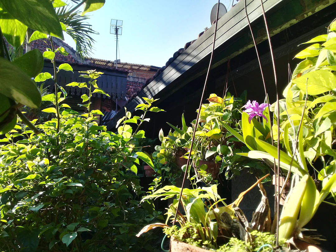 A lush, green garden with various plants and hanging pots, including a purple flower in the foreground. Part of a house with a tiled roof and an outdoor antenna can be seen in the background under a clear blue sky.