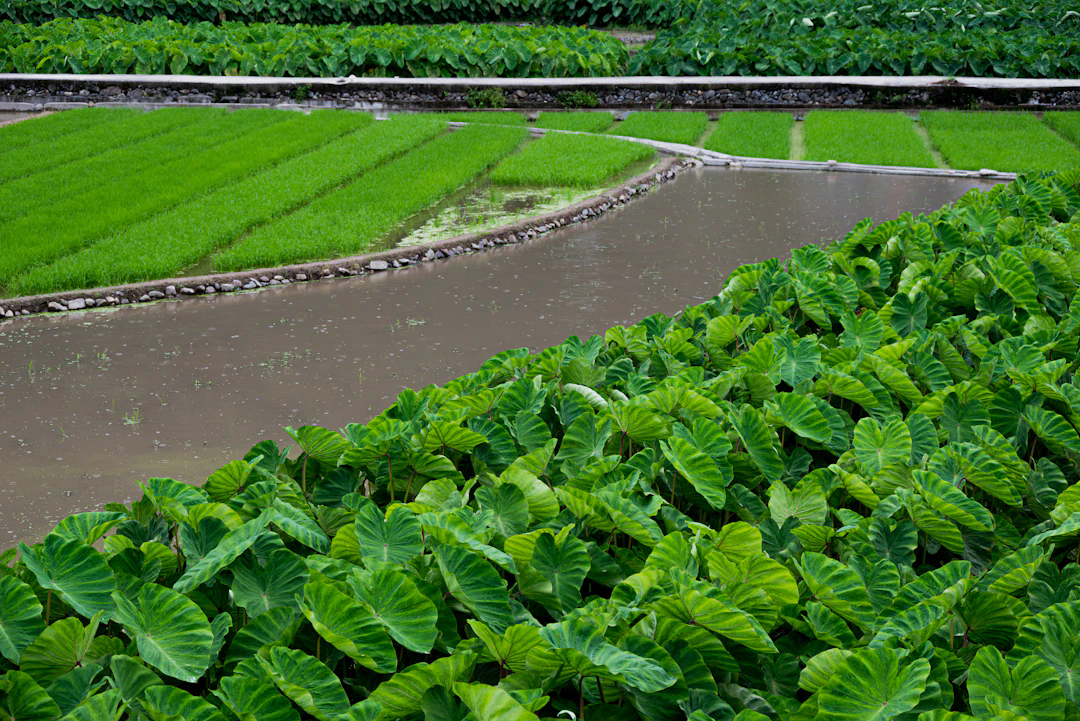 Rows of lush green taro plants and rice paddies, separated by water-filled channels, forming a traditional agricultural landscape.