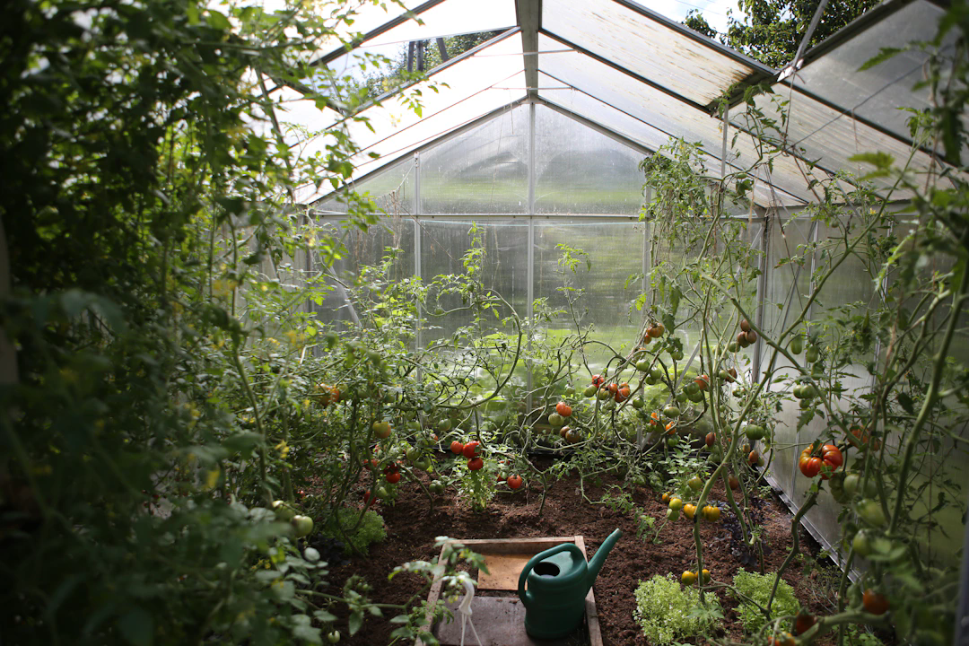 A view inside a greenhouse filled with tomato plants. The tomatoes are in various stages of ripeness, with some green and others red. There is a green watering can on the ground at the center of the greenhouse, surrounded by rich soil and leafy plants. Sunlight filters through the clear panels of the greenhouse roof and walls.