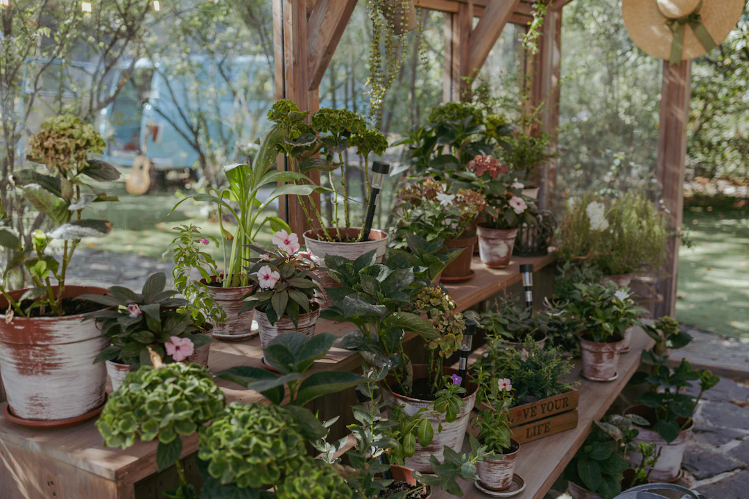 A collection of various potted plants and flowers arranged on wooden shelves in an outdoor greenhouse or garden setting. There is a wooden structure providing partial shade, and sunlight filters through the trees in the background. Some of the pots are rustic with a whitewashed finish, and a straw hat is hanging on the wooden post. The background includes greenery, a blue vehicle, and an acoustic guitar leaning against it.