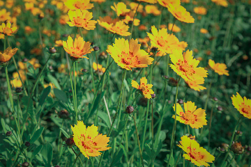 A vibrant field of yellow wildflowers with green stems and leaves, bathed in sunlight. The flowers are densely packed and stretch out into the distance, creating a colorful and lively natural scene.