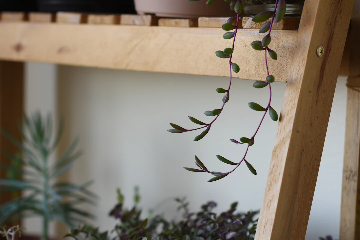 Close-up of indoor plants on a wooden shelf. One plant with trailing stems and small rounded leaves hangs over the edge of the shelf. Other plants are visible in the background, slightly out of focus.