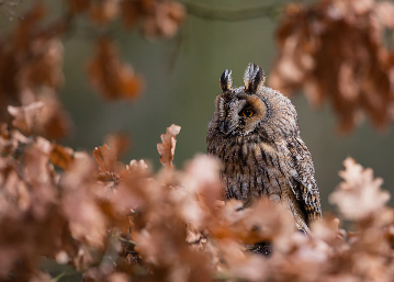 A long-eared owl perched among brown, dried leaves with a blurred natural background. The owl has distinctive ear tufts and intricate feather patterns, blending well with its surroundings.
