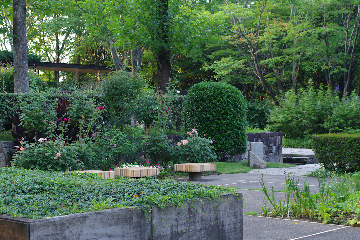 A tranquil garden with lush greenery, various bushes, and blooming rose flowers. There are modern wooden benches placed beside flower beds, and the area is bordered by trimmed hedges and concrete planters. A stone path and steps are visible in the background, leading deeper into the garden surrounded by tall trees.