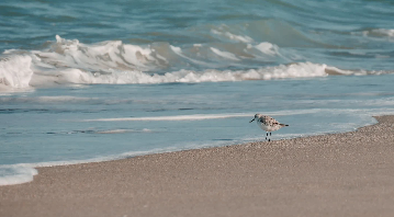 A small shorebird standing on a sandy beach near the water's edge with gentle ocean waves in the background.