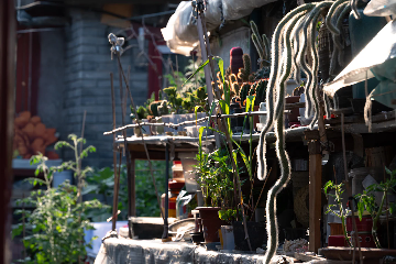 A sunlit view of a greenhouse or garden area with shelves crowded with various potted plants, many of which are cacti and succulents. Long, fuzzy cacti hang over the edge of the top shelf, and green leafy plants are growing in pots below. The background includes more vegetation and a grey brick wall.
