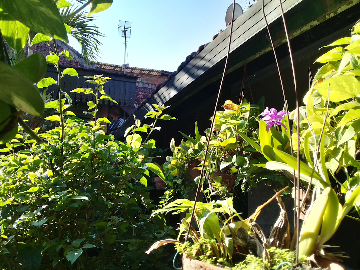 A lush, green garden with various plants and hanging pots, including a purple flower in the foreground. Part of a house with a tiled roof and an outdoor antenna can be seen in the background under a clear blue sky.