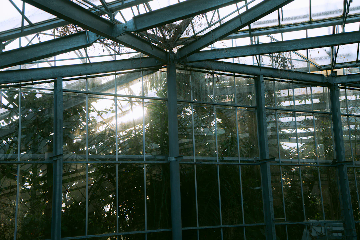 Interior view of an old greenhouse with metal frame and glass panels, partially overgrown with plants. Sunlight shines through the glass and vegetation, creating a moody and natural atmosphere.
