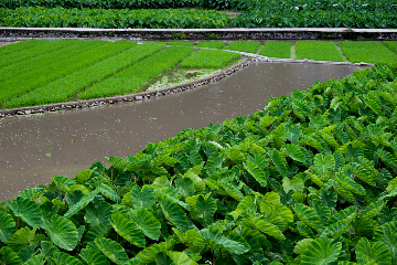 Rows of lush green taro plants and rice paddies, separated by water-filled channels, forming a traditional agricultural landscape.