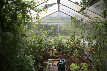 A view inside a greenhouse filled with tomato plants. The tomatoes are in various stages of ripeness, with some green and others red. There is a green watering can on the ground at the center of the greenhouse, surrounded by rich soil and leafy plants. Sunlight filters through the clear panels of the greenhouse roof and walls.