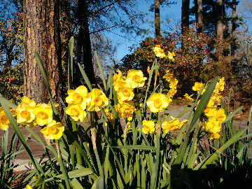 A cluster of bright yellow daffodils in full bloom in a garden, with tall green stems and leaves. In the background, there are tall trees with rough bark and other flowering bushes, all under a clear blue sky.